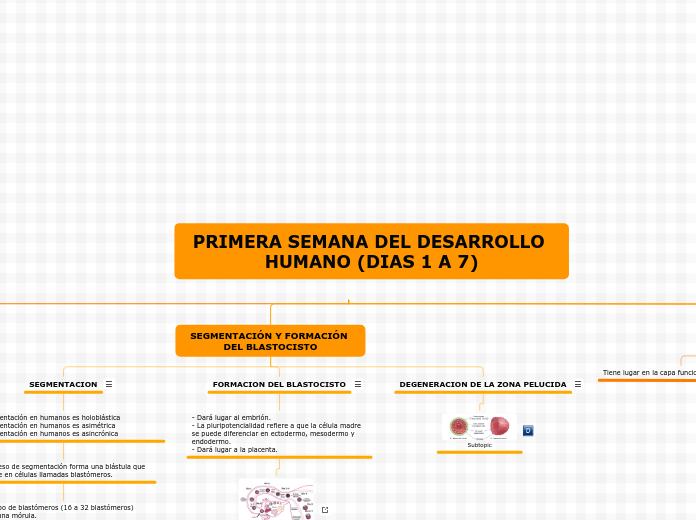 primera semana del desarrollo humano (3)