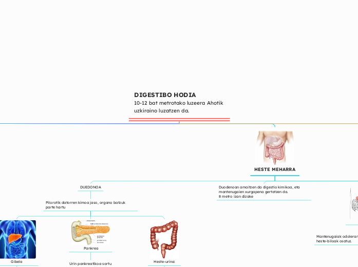 DIGESTIBO HODIA           10-12 bat metrotako luzeera Ahotik uzkiraino luzatzen da. 
