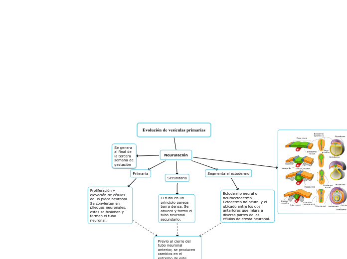 Evolución de vesículas primarias