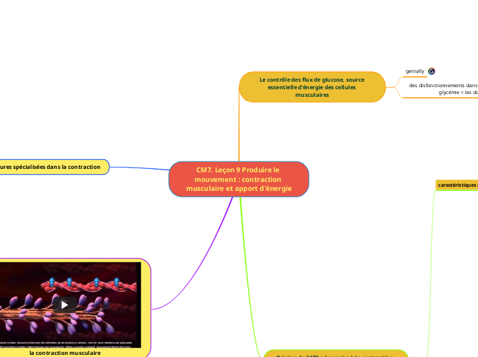 CM7. Leçon 9 Produire le mouvement : contraction musculaire et apport d'énergie