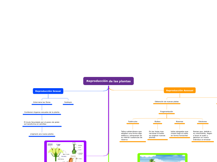 Organigrama arbol