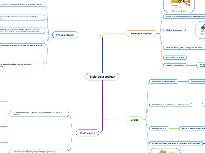Fisiología coclear