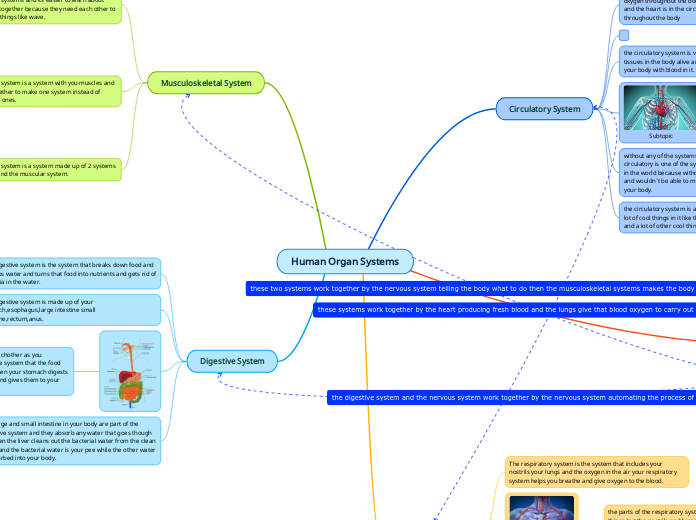 Human Organ Systems