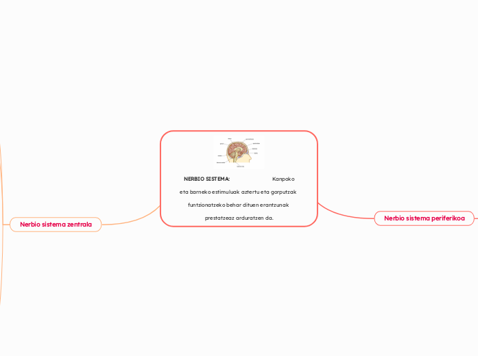 NERBIO SISTEMA:                               Kanpoko eta barneko estimuluak aztertu eta gorputzak funtzionatzeko behar dituen erantzunak prestatzeaz arduratzen da.