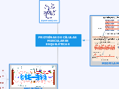 PROTEÍNAS DE CÉLULAS MUSCULARES ESQUELÉTICAS