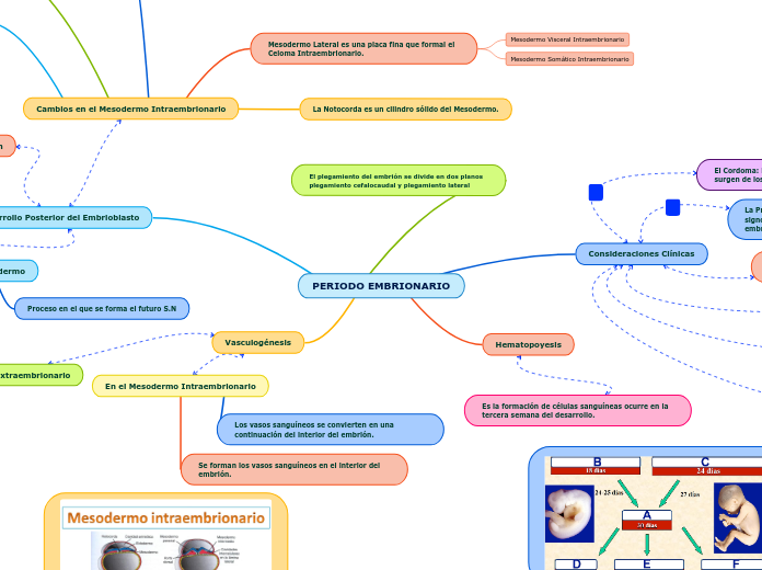 PERIODO EMBRIONARIO