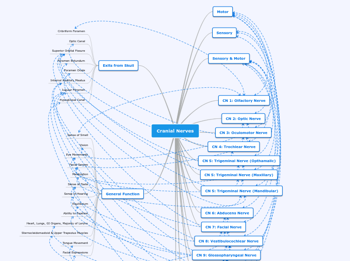 Cranial Nerves