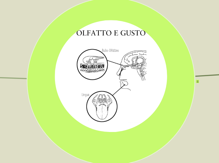 Approfondimento sul gusto e l'olfatto