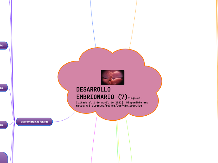 DESARROLLO EMBRIONARIO (7)Blogs.es. [citado el 1 de abril de 2022]. Disponible en: https://i.blogs.es/503456/20s/450_1000.jpg