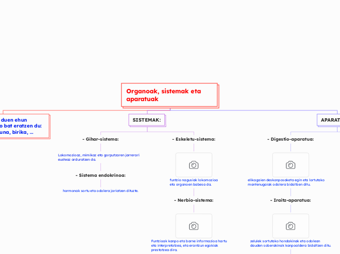 Organoak, sistemak eta aparatuak