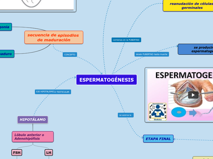 ESPERMATOGÉNESIS