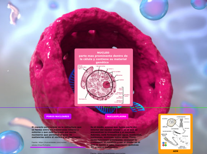 NUCLEO 
parte mas prominente dentro de la célula y contiene su material genético   