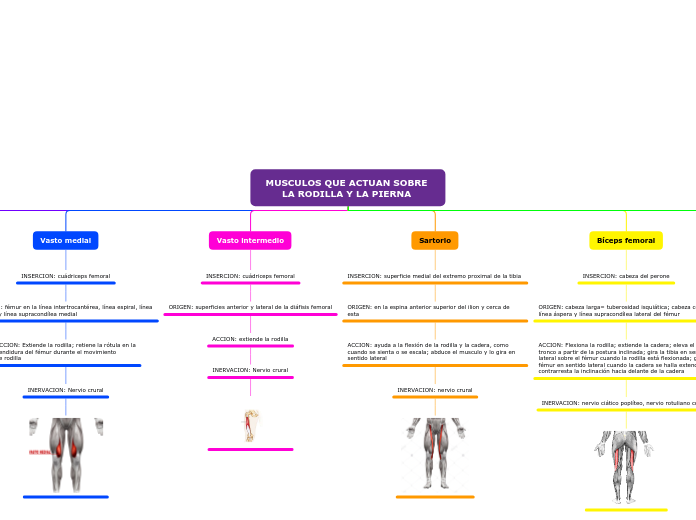 MUSCULOS QUE ACTUAN SOBRE LA RODILLA Y LA PIERNA 