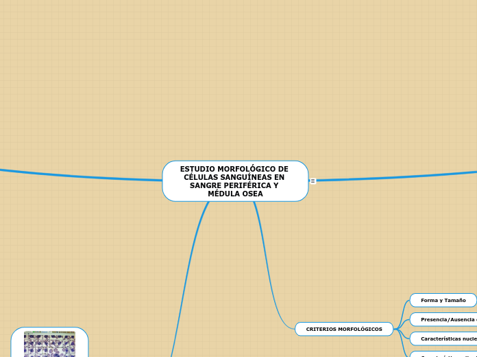 ESTUDIO MORFOLÓGICO DE CÉLULAS SANGUÍNEAS EN SANGRE PERIFÉRICA Y MÉDULA OSEA