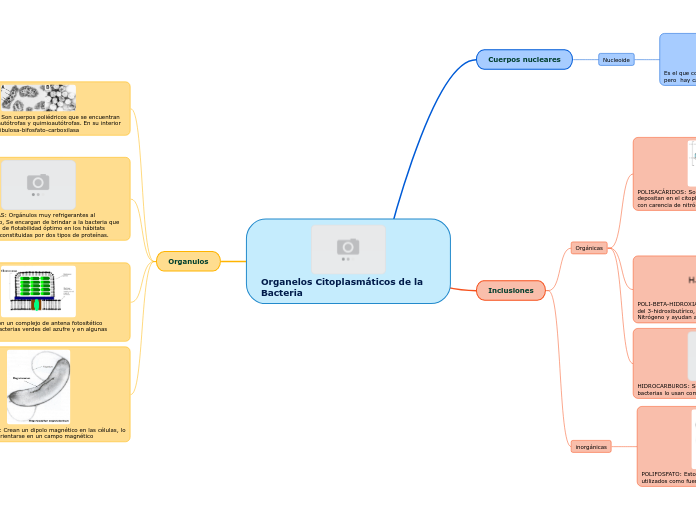 Organelos Citoplasmáticos de la Bacteria