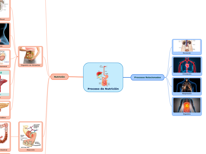 Proceso de Nutrición