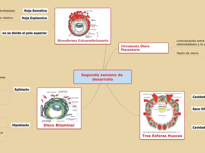Segunda semana de desarrollo