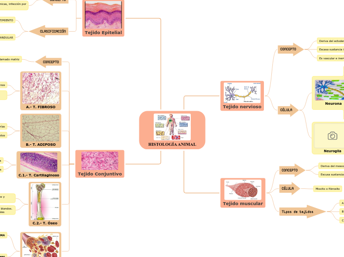 HISTOLOGÍA ANIMAL