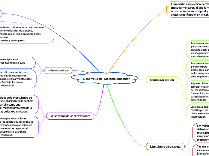 Desarrollo del Sistema Muscular