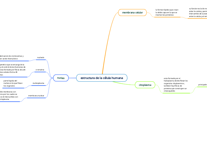 estructura de la célula humana