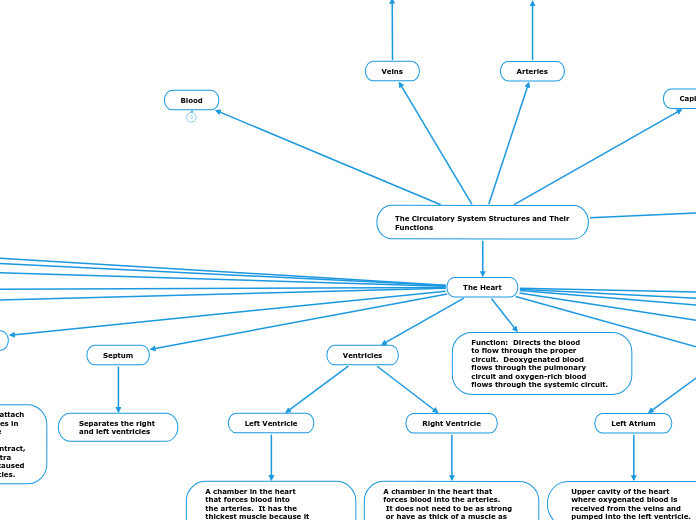 The Circulatory System Structures and Their Functions