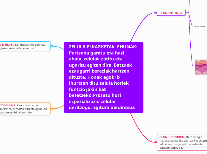 ZELULA ELKARKETAk. EHUNAK: Pertsona garatu eta hazi ahala, zelulak zatitu eta ugaritu egiten dira. Batzuek ezaugarri bereziak hartzen dituzte. Honek egoki b ihurtzen ditu zelula horiek funtzio jakin bat betetzeko:Prosezu hori ezpezializazio zelular deritz