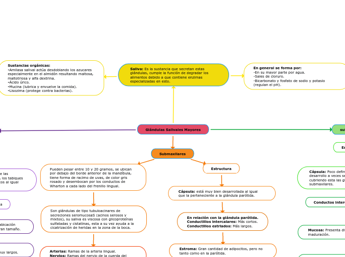 Glándulas Salivales Mayores