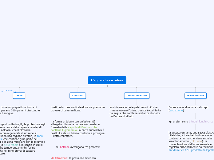 Mappa sull'apparato escretore