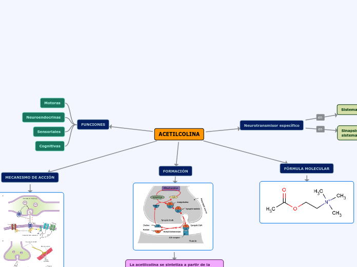ACETILCOLINA