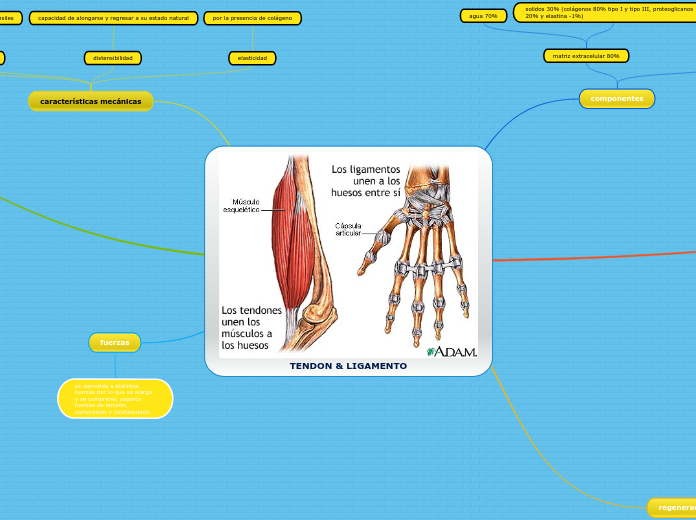 TENDON & LIGAMENTO