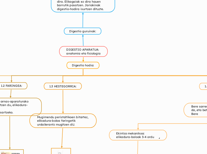 DIGESTIO APARATUA:
anatomia eta fisiologia