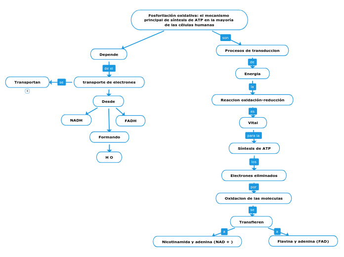 Fosforilación oxidativa: el mecanismo principal de síntesis de ATP en la mayoría de las células humanas