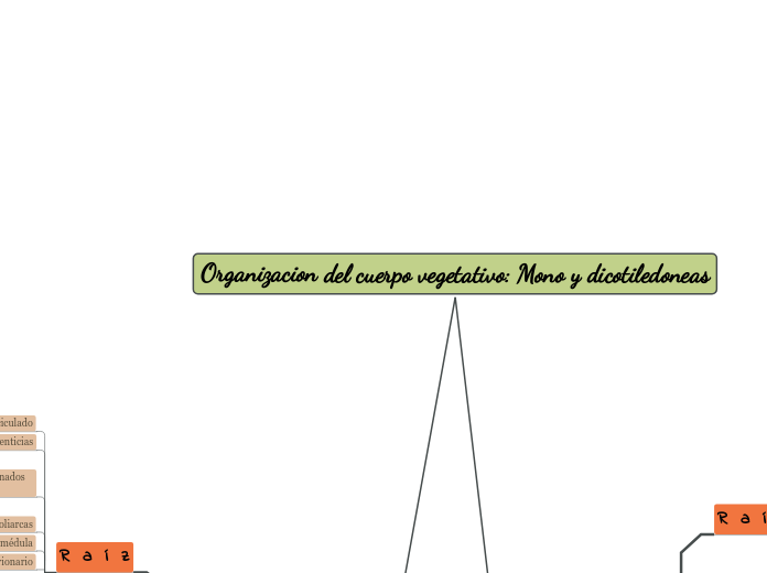 Organizacion del cuerpo vegetativo: Mono y dicotiledoneas