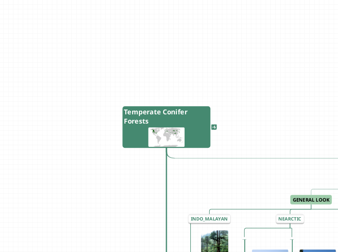 Temperate Conifer Forests