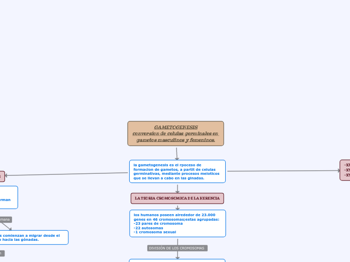 GAMETOGENESISconversion de celulas germinales en gametos masculinos y femeninos.