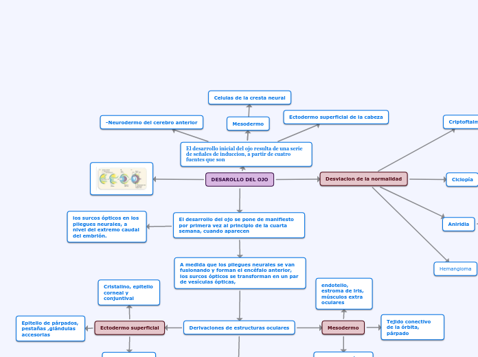 DESAROLLO DEL OJO