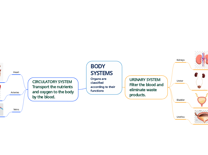 BODY SYSTEMS
Organs are classified according to their functions