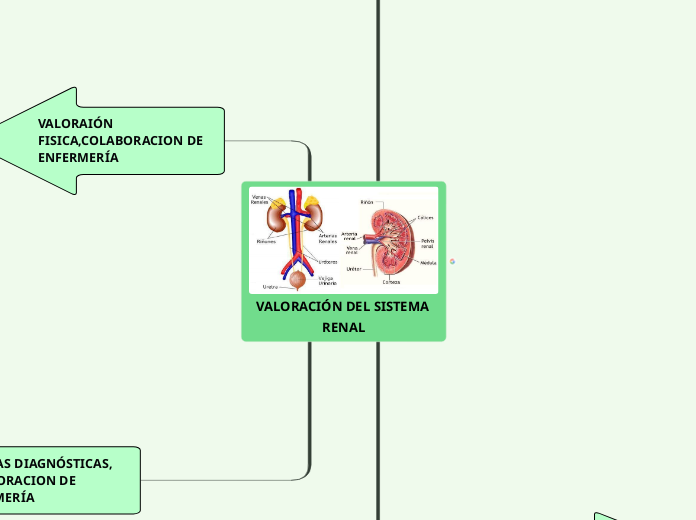 VALORACIÓN DEL SISTEMA RENAL