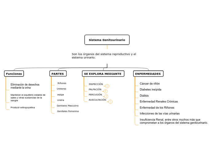 Sistema Genitourinario