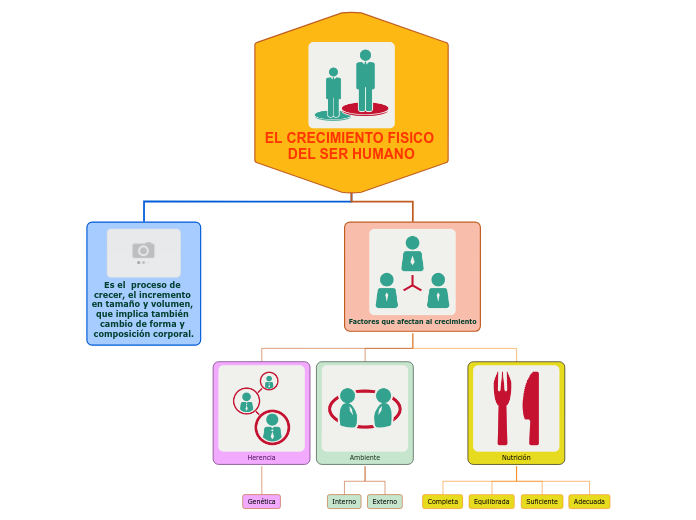 EL CRECIMIENTO FISICO DEL SER HUMANO