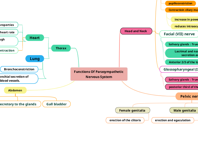 Functions Of Parasympathetic Nervous System
