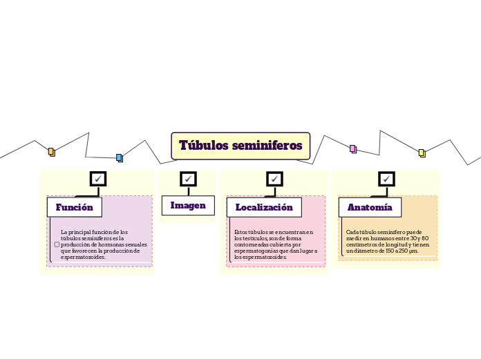 Túbulos seminiferos