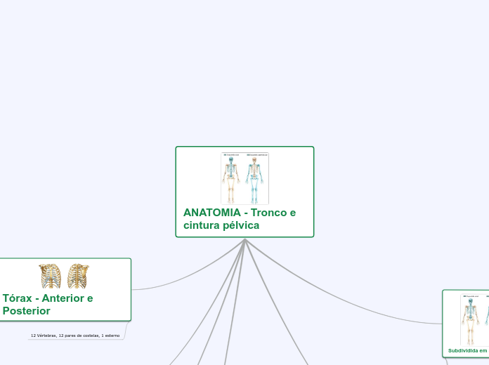 ANATOMIA - Tronco e cintura pélvica