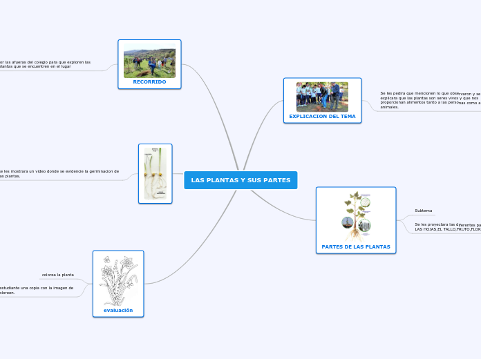 LAS PLANTAS Y SUS PARTES