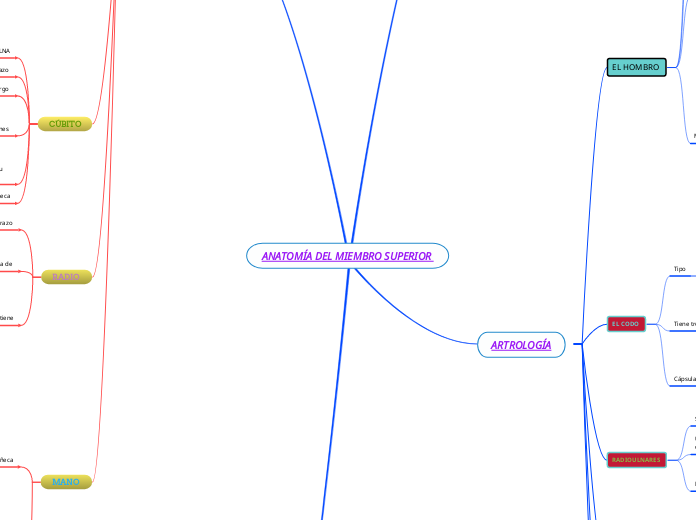 ANATOMÍA DEL MIEMBRO SUPERIOR 