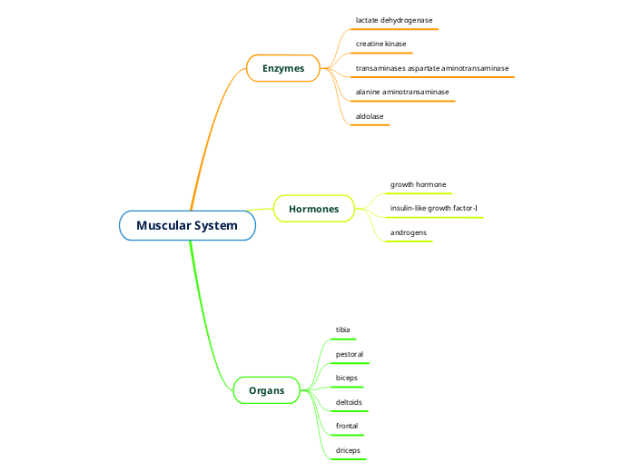 Muscular System