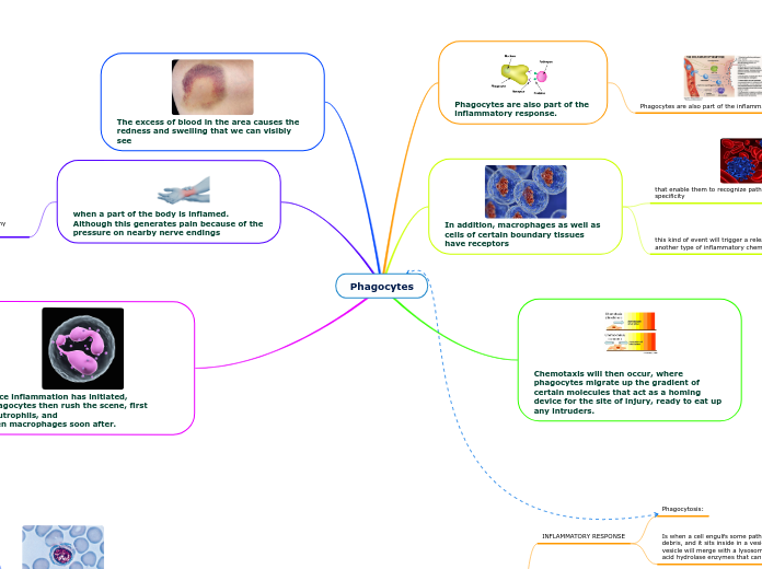 Phagocytes