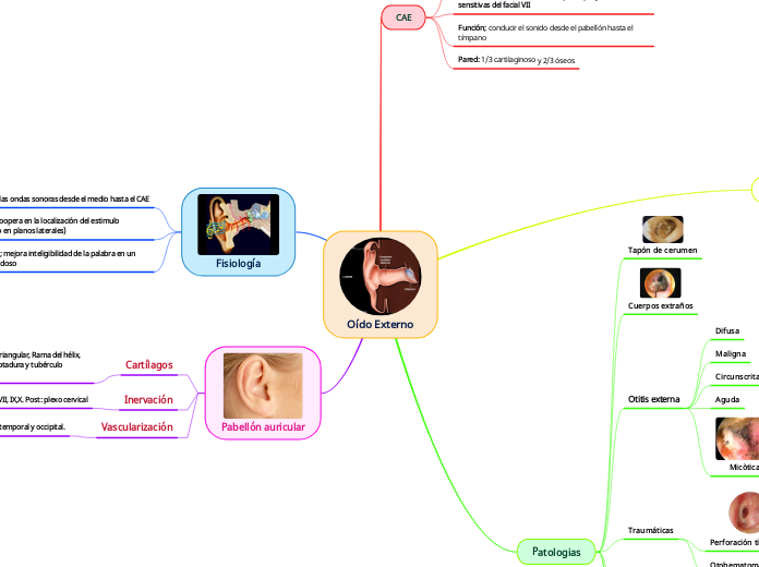 Oído Externo