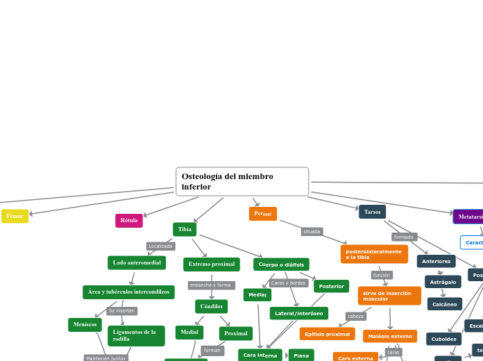 Osteología del miembro inferior
