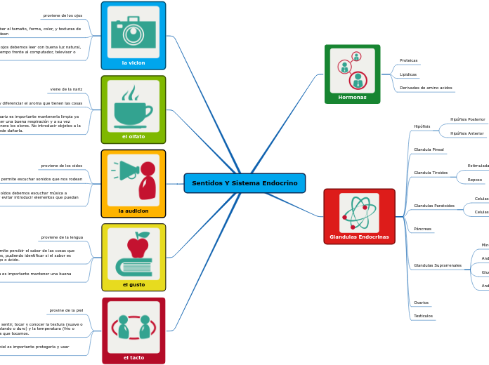 sentidos y sistema endocrino